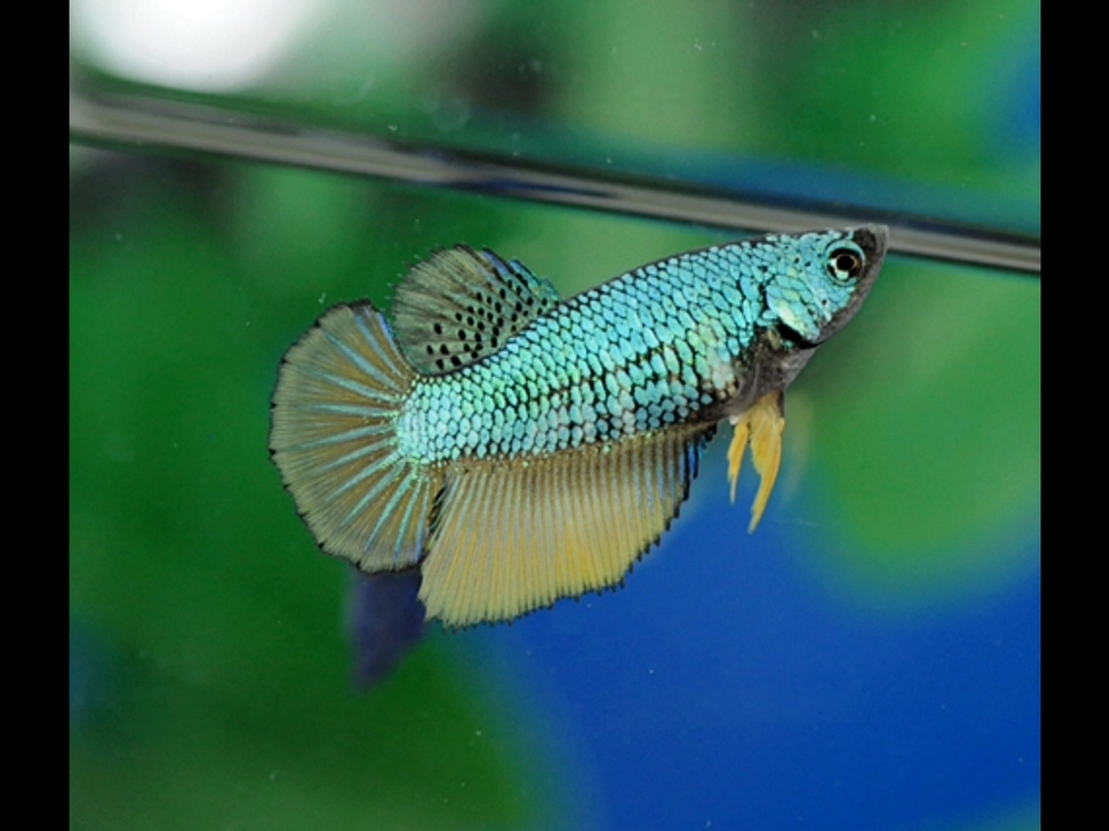 双色冰淇淋母鱼(已售出)