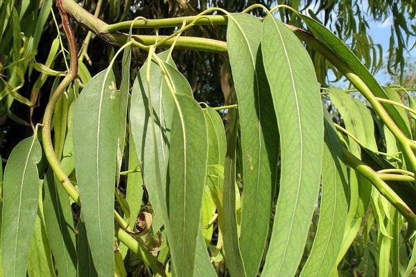 尤加利树油 eucalyptus oil