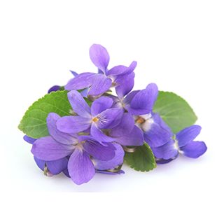 visakha-紫罗兰精油