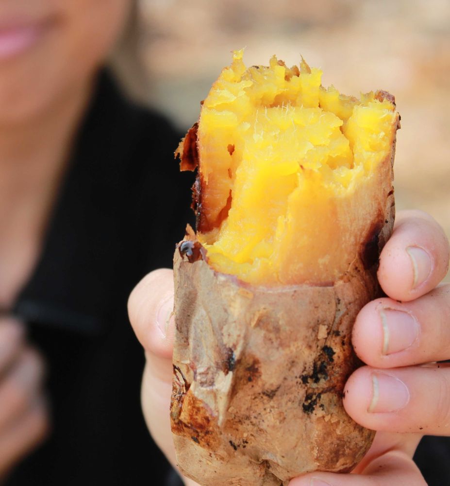 季节生鲜-台农57号黄金地瓜-18公斤装