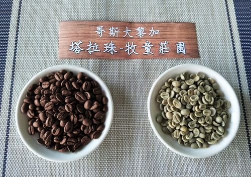 認識咖啡豆 World Coffee 哥斯大黎加 塔拉珠 牧童莊園