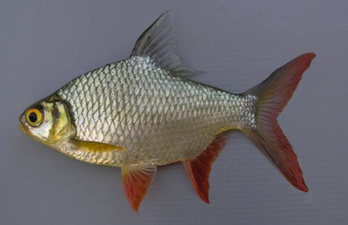 泰國淡水魚巴達篇的側面外形,銀色鱗片與紅色魚鰭清楚可見